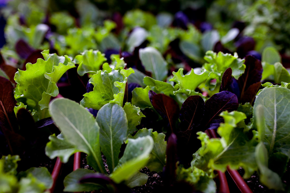 Edited Lettuce